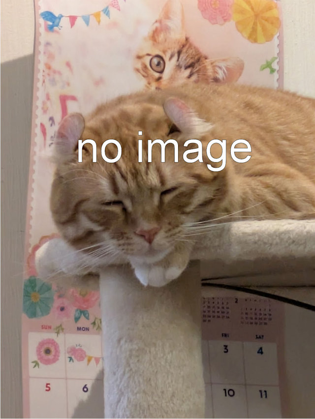【シャム猫を近日募集開始予定】